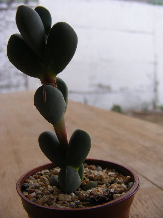 8. Delosperma lehmannii ??????