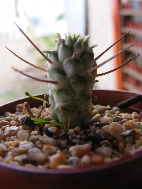 3. Euphorbia....