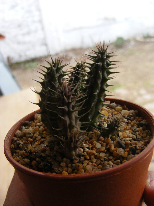 1. Huernia......
