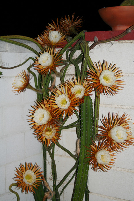 Selenicereus2.jpg