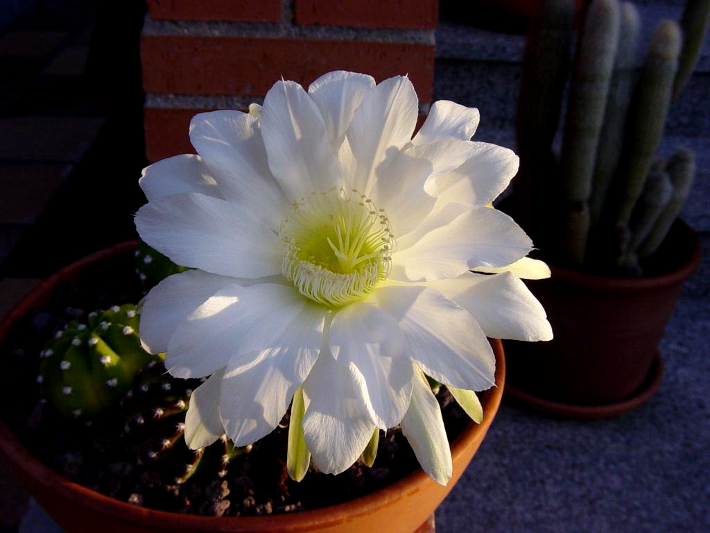 echinopsis retocada.jpg