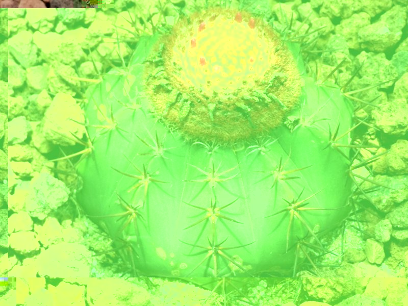 Este melocactus lo planto de prueba, para ver si resiste el invierno