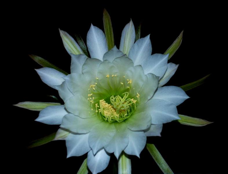 Echinopsis fondo negro_788x600.jpg