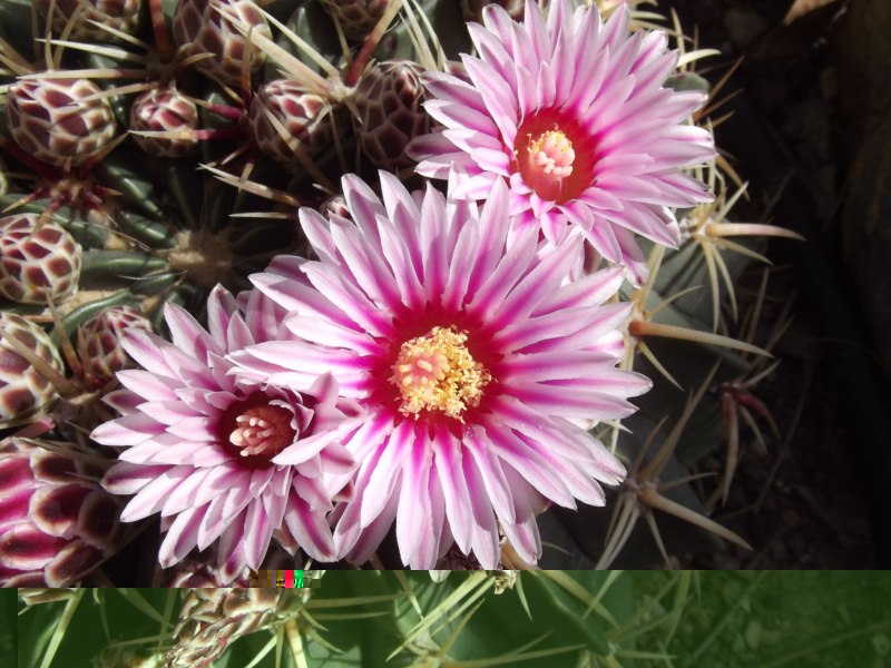 Ferocactus macrodiscus