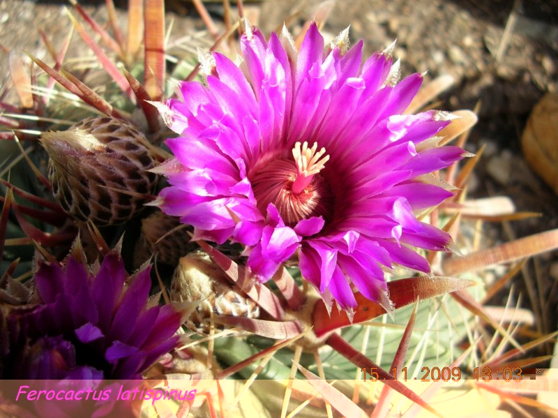 Ferocactus latispinus