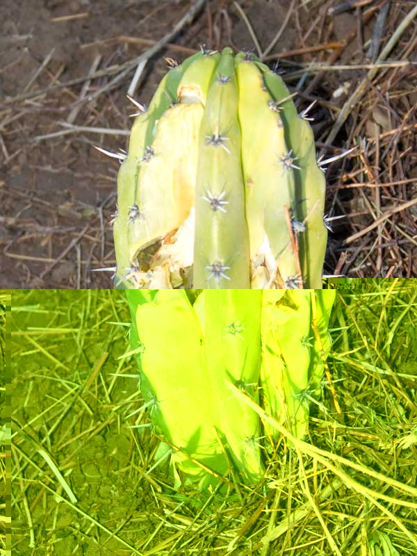el-mulo-con-la-mula.jpg