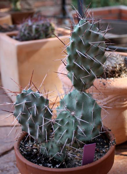 Opuntia erinacea cultivo_438x600.JPG