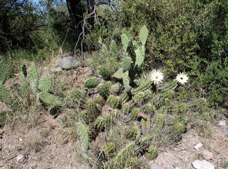 Opuntia erinacea en habitat_800x594.JPG