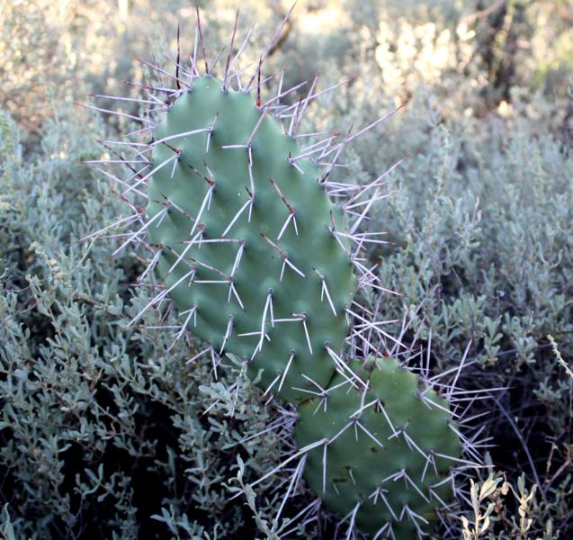 Opuntia erinacea habitat II_637x600.JPG