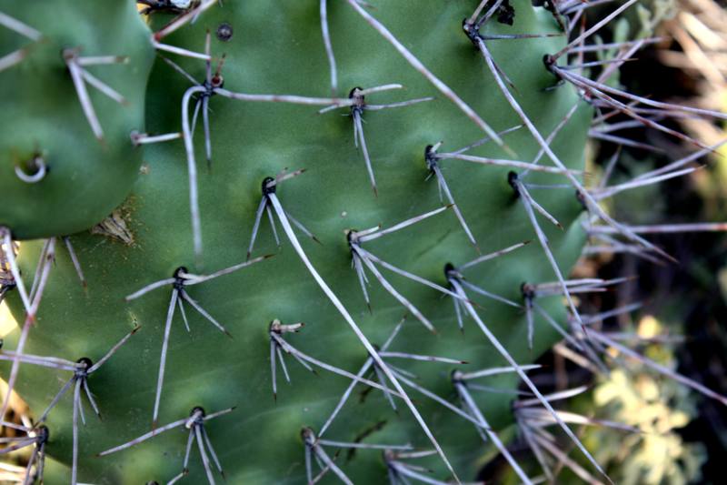 Opuntia erinacea detalle_800x533.JPG