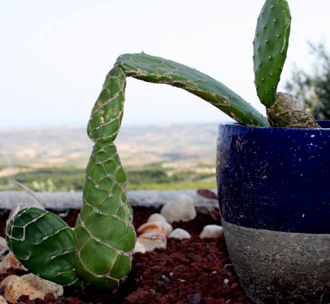 Opuntia cebrina_651x600.JPG