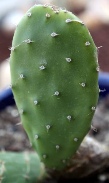 Opuntia cebrina detalle pala nueva_359x600.JPG