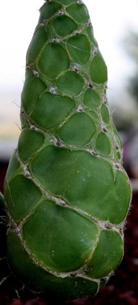 Opuntia cebrina detalla pala_272x600.JPG