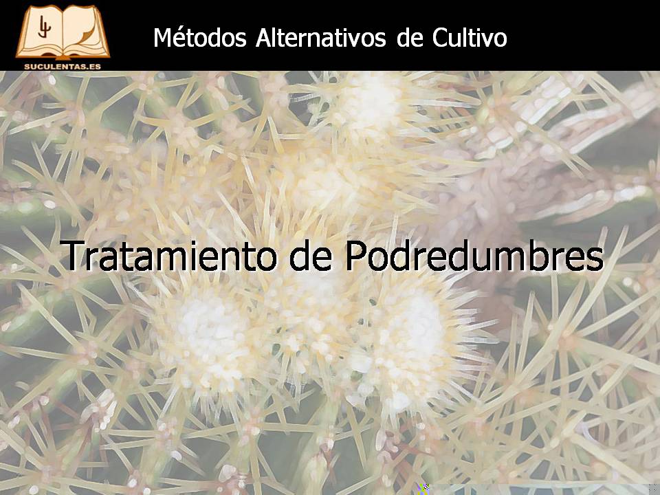 Diapositiva3.JPG