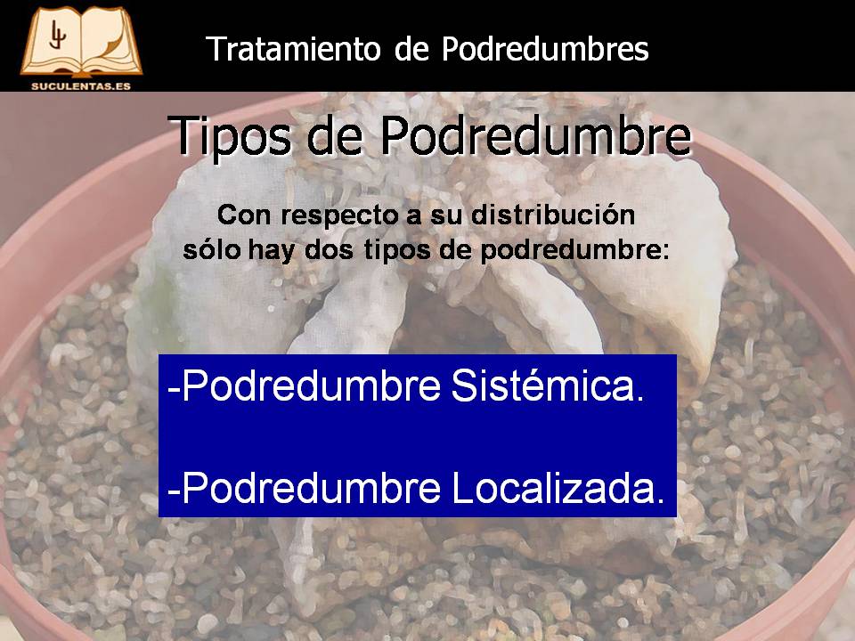 Diapositiva4.JPG