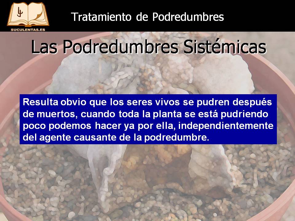 Diapositiva5.JPG