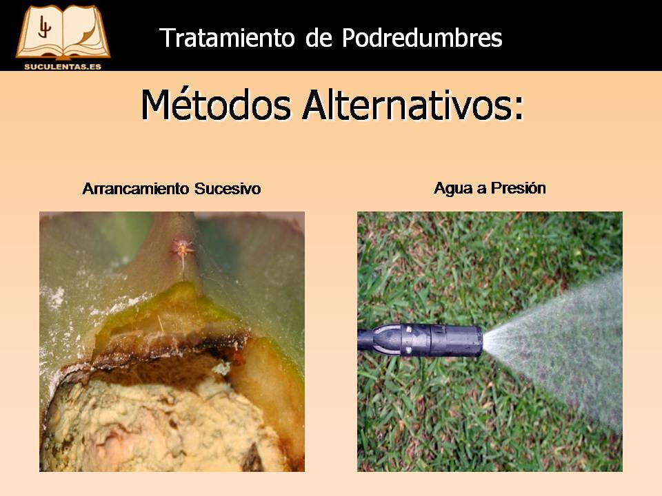 Diapositiva8.JPG