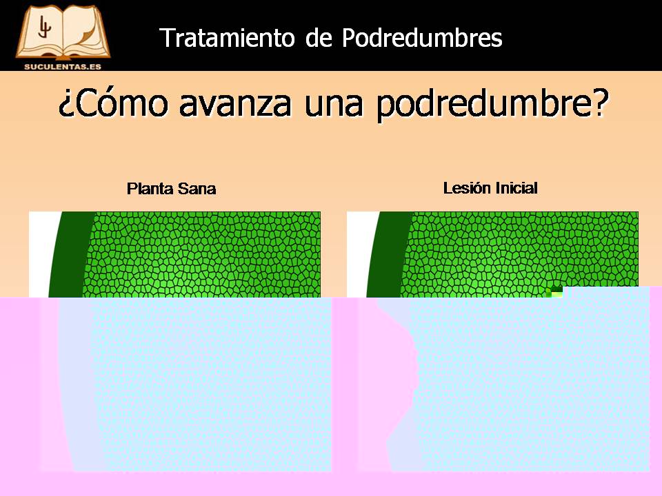 Diapositiva11.JPG