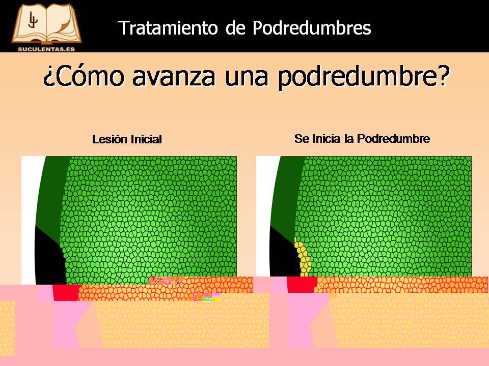 Diapositiva12.JPG