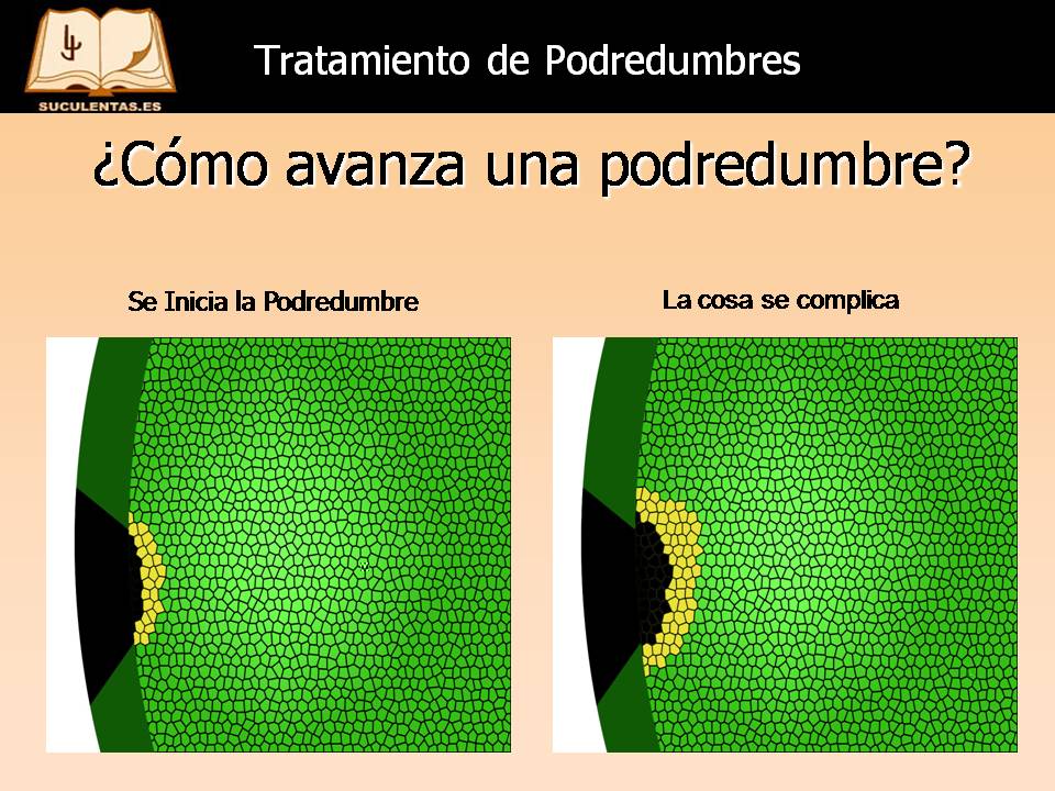 Diapositiva13.JPG