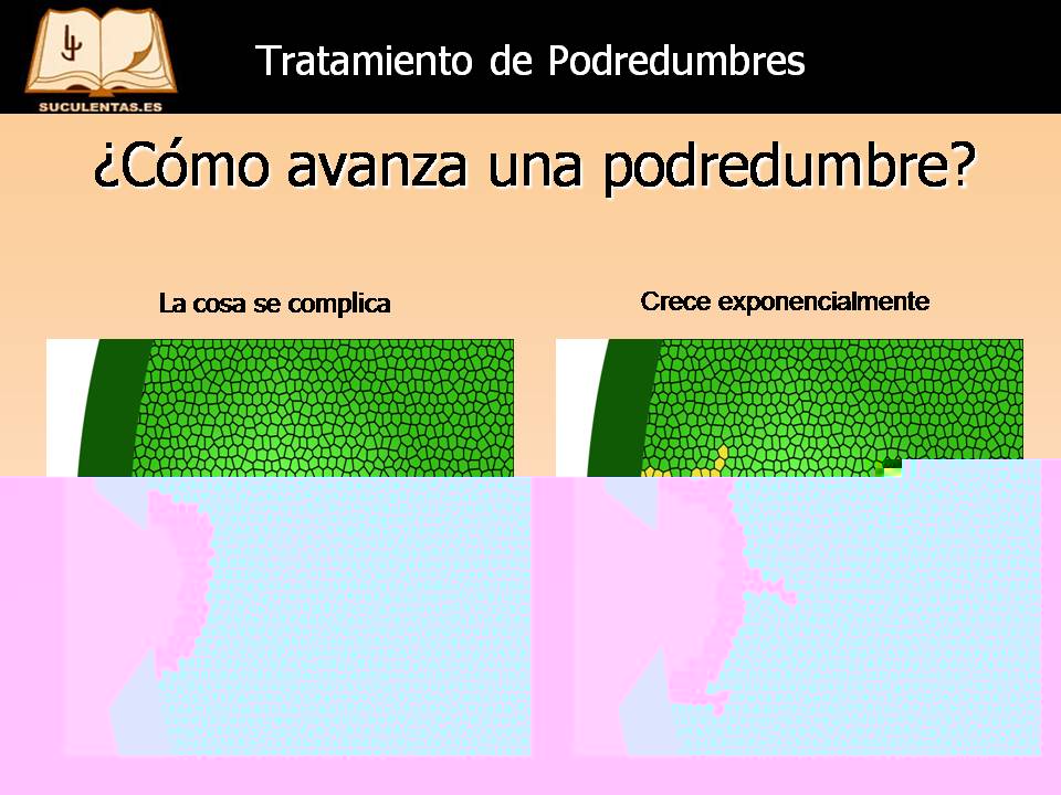 Diapositiva14.JPG