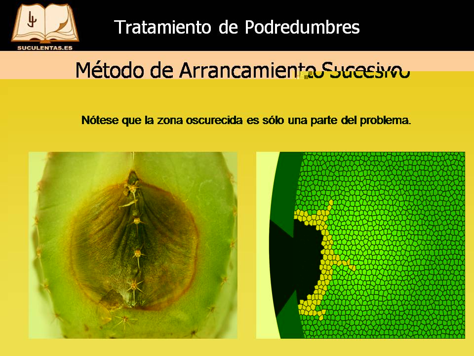 Diapositiva15.JPG
