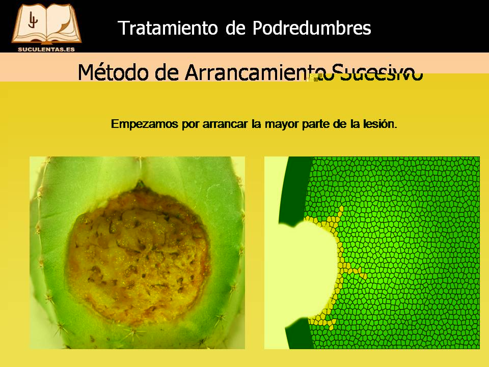 Diapositiva16.JPG