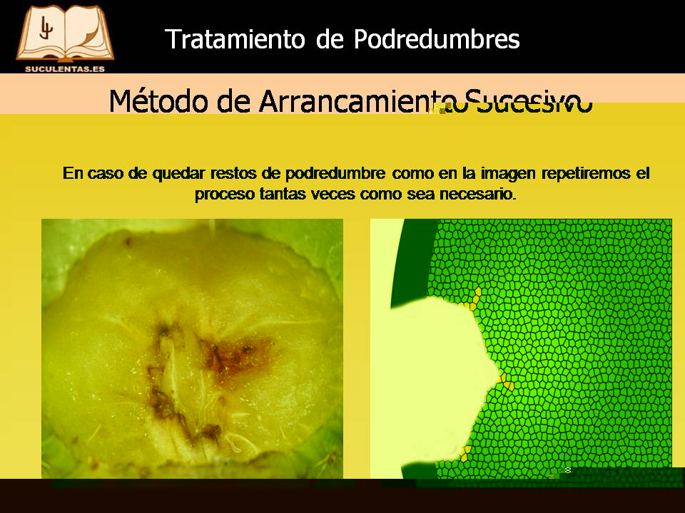 Diapositiva18.JPG