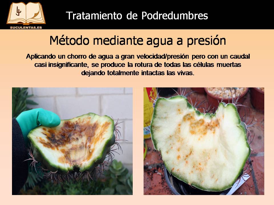 Diapositiva21.JPG