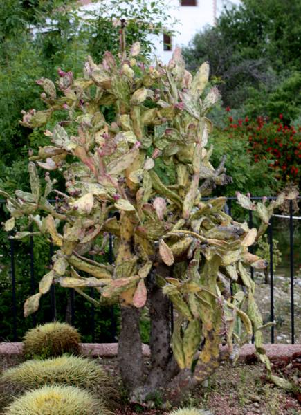 Opuntia Casarabonela_435x600.JPG