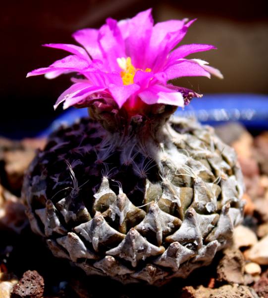 Peleciphora sol_541x600.JPG