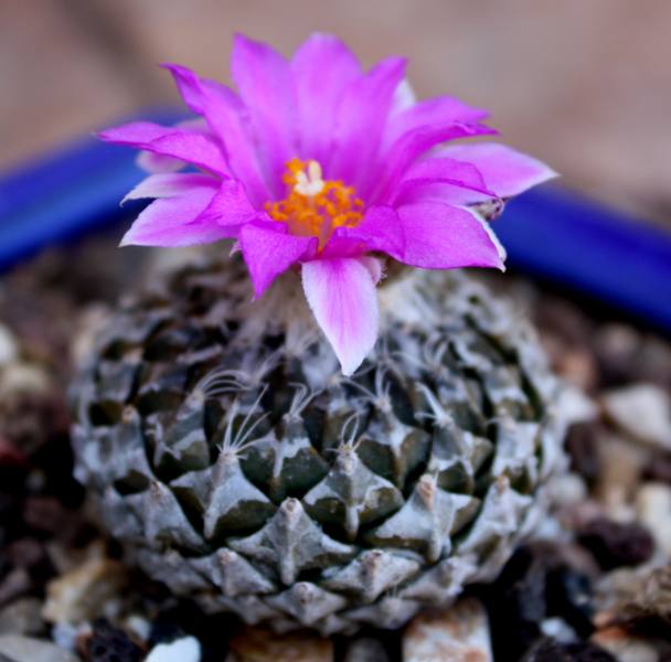 Peleciphora_608x600.JPG