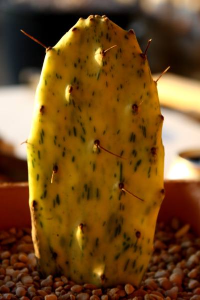 Opuntia bariegada_401x600.JPG