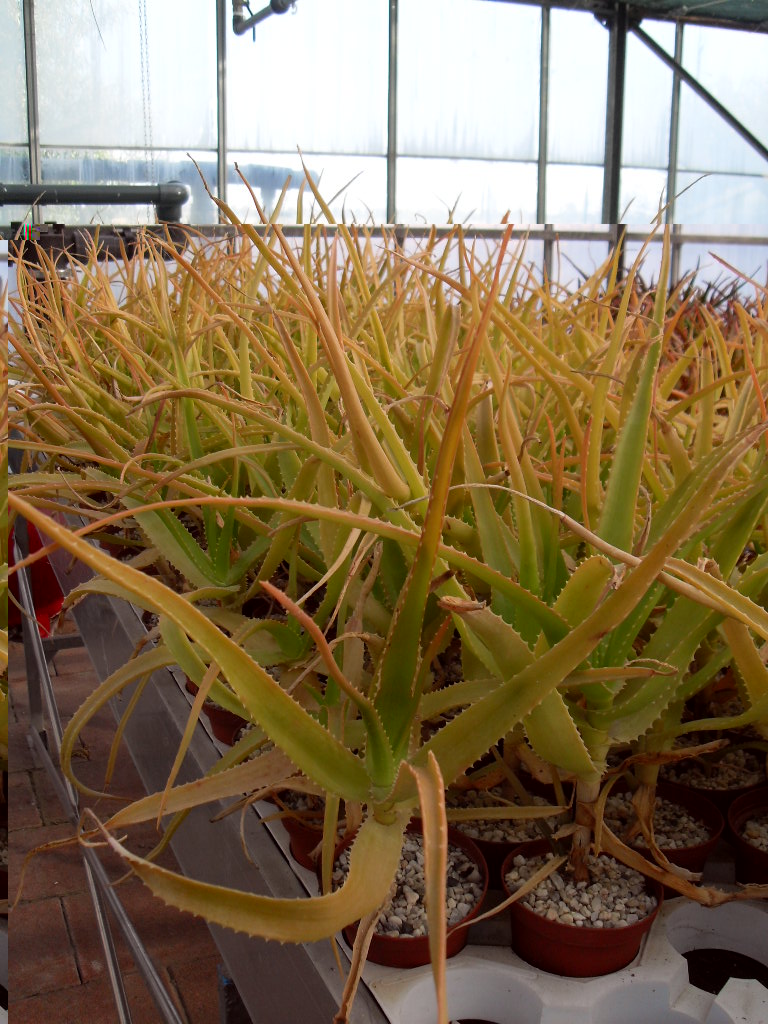 Aloe Helenea que esta a punto de extinguirse.jpg
