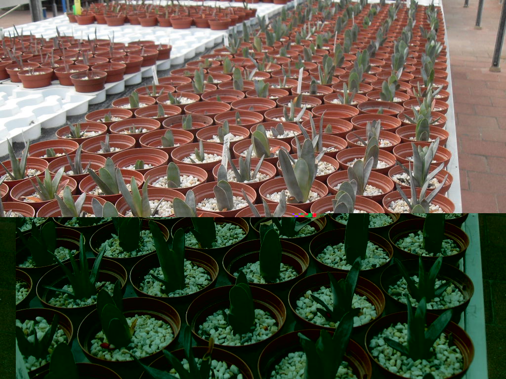 el tal admirado aloe heamanthifolia.jpg