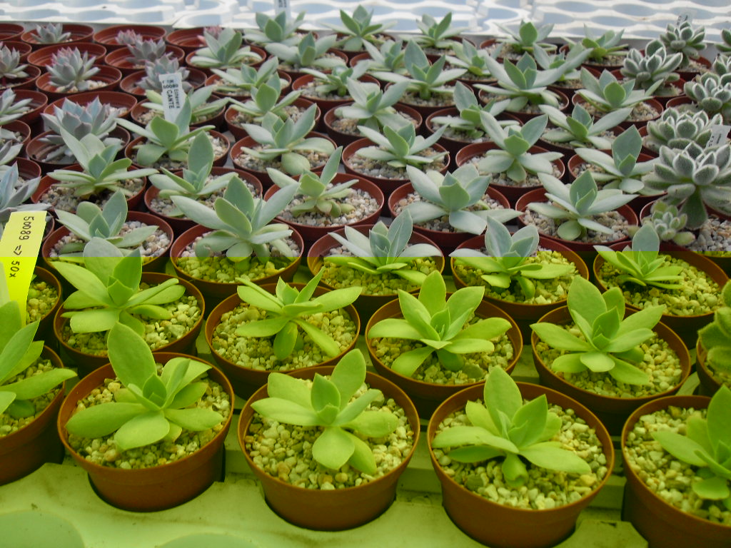 la Echeveria Cante tan buscada.jpg