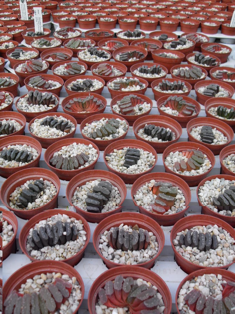 las amadas haworthias maughanis.jpg
