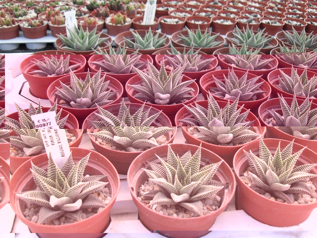 las tan deseadas haworthias limifolias v. striata.jpg