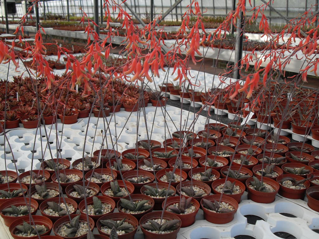 varias gasterias.jpg