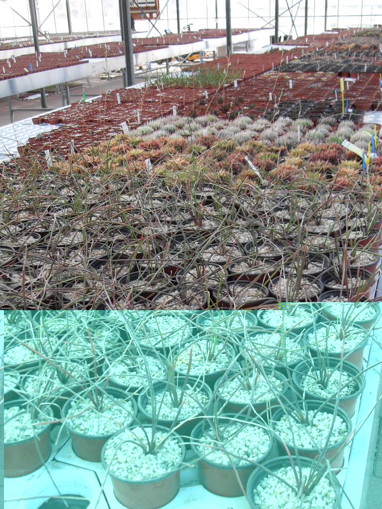 varias haworthias.jpg
