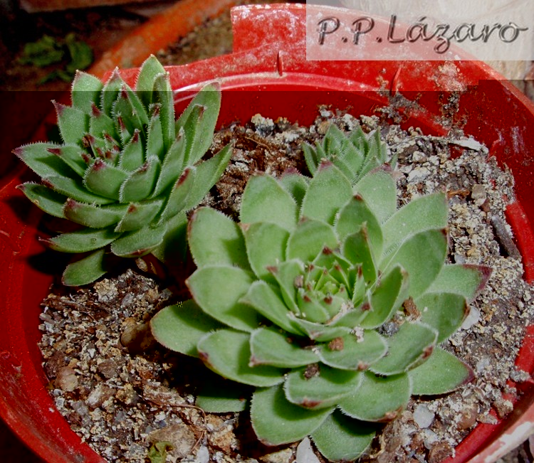 sempervivum2.jpg