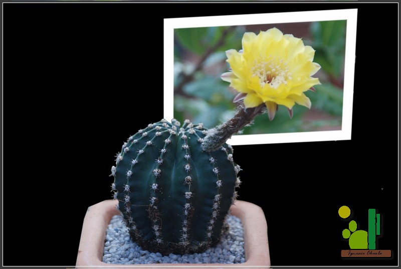 380 Echinopsis flor amarilla.jpg