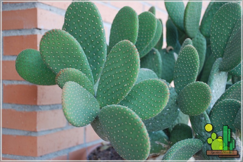 Opuntia microdasys cv. caress 147 2011 07 10 02.jpg