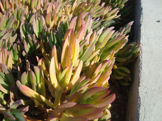 Docas coloración amarilla, verde pálido y rojiza