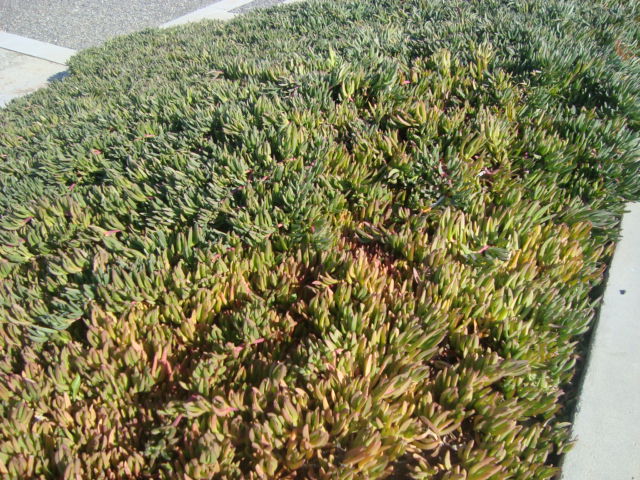 Docas en una misma jardinera