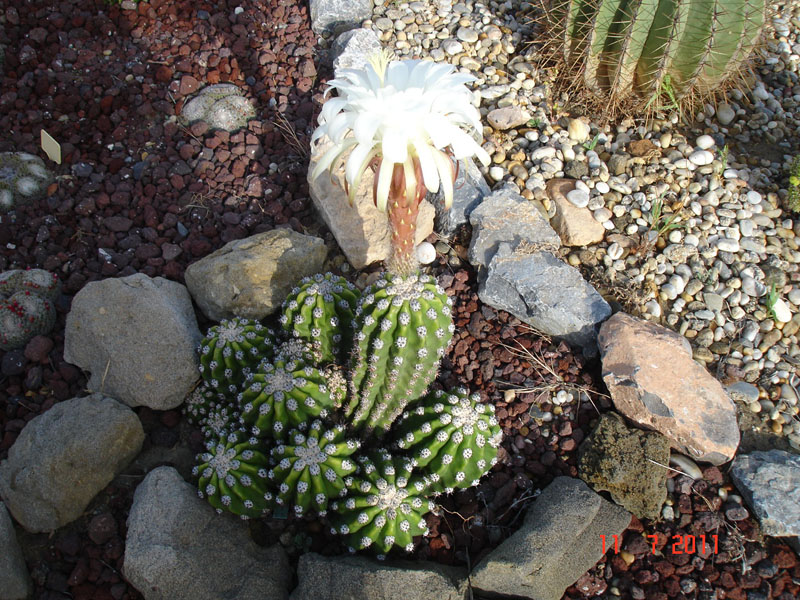 A 011.jpg