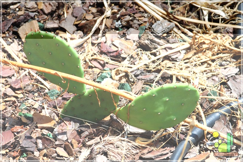 Opuntia humifusa 377 2010 06 26.JPG