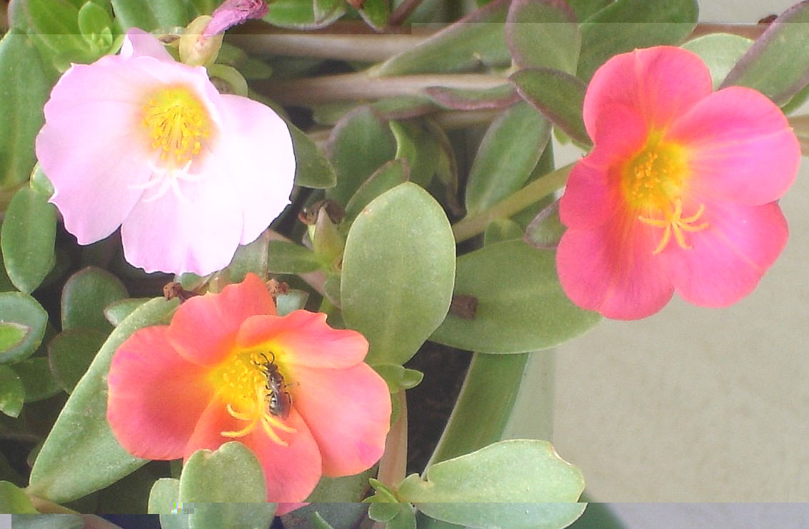 Portulaca umbraticola.jpg