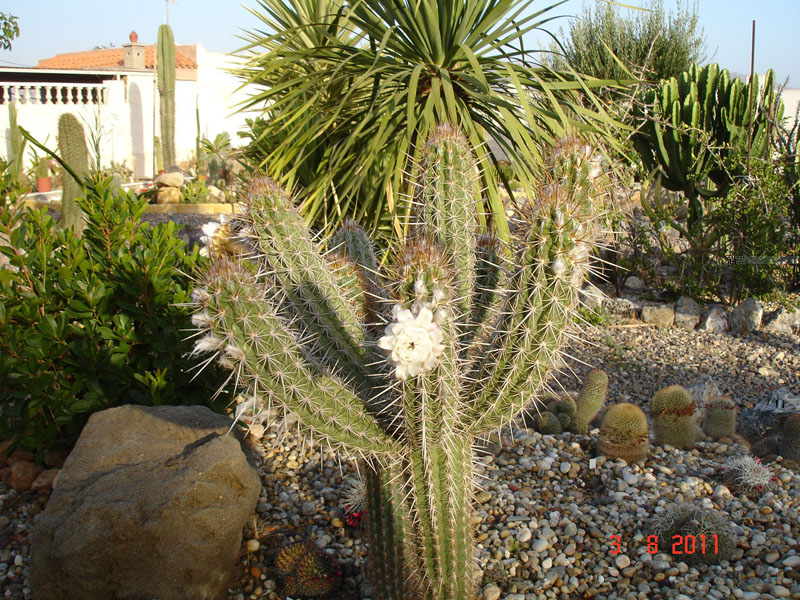 Echinopsis sp..jpg
