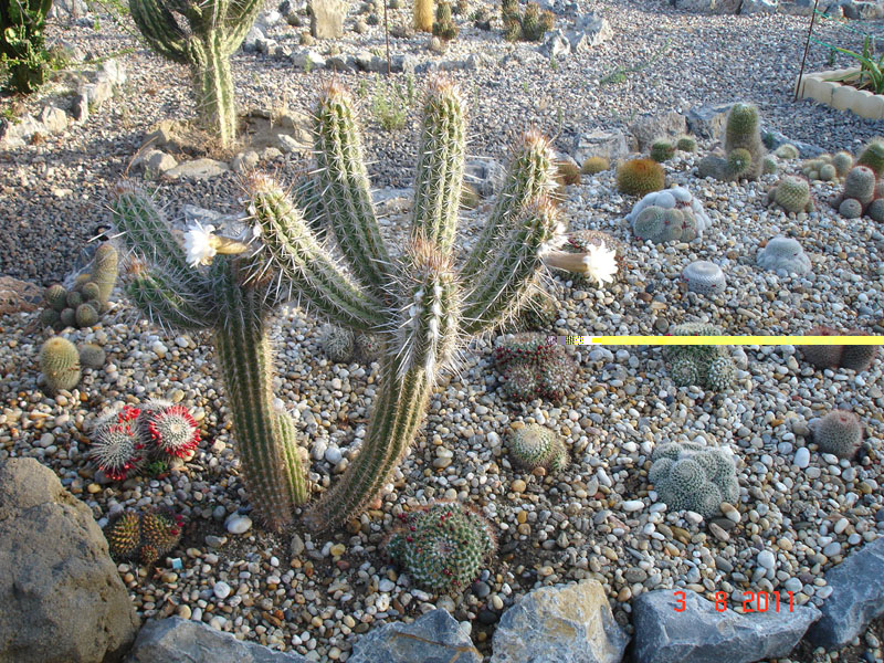 Echinopsis sp. (1).jpg